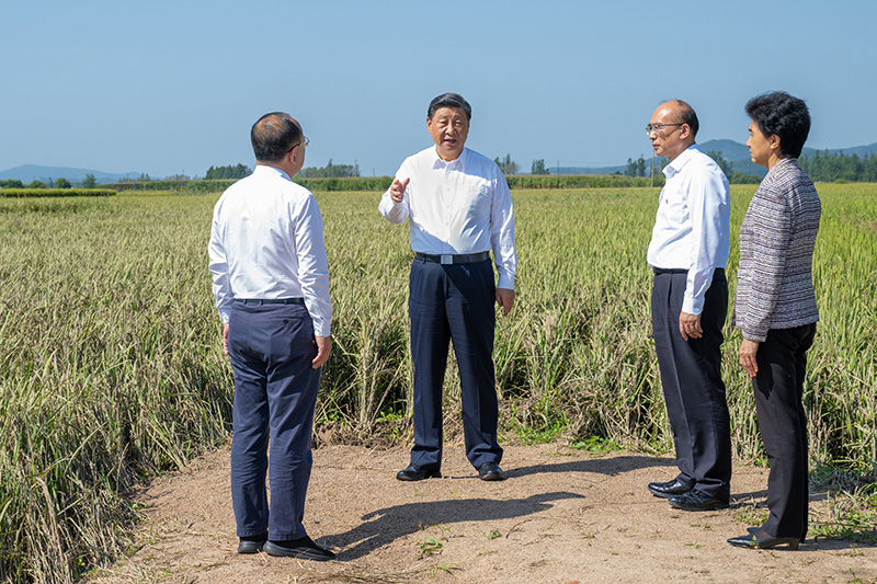 9月6日至8日，中共中央总书记、国度主席、中央军委主席习近平在黑龙江调查。这是7日上午，习近平在遭逢洪涝灾害的哈尔滨尚志市老街基乡龙王庙村，观察水稻受灾情况。