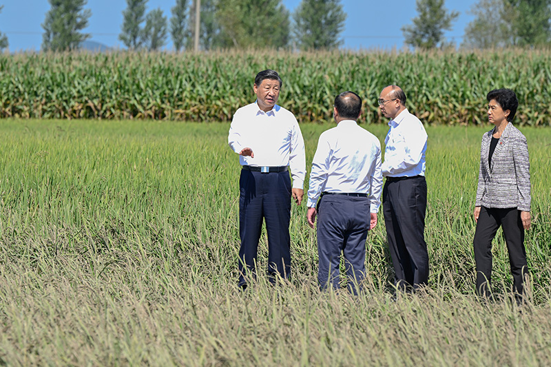 9月6日至8日，中共中央总书记、国度主席、中央军委主席习近平在黑龙江调查。这是7日上午，习近平在遭逢洪涝灾害的哈尔滨尚志市老街基乡龙王庙村，观察水稻受灾情况。